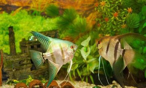 神仙魚 混養